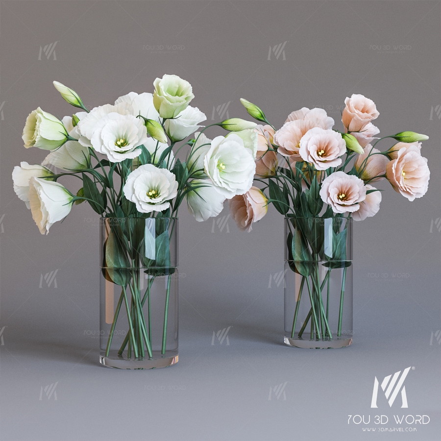 Eustoma